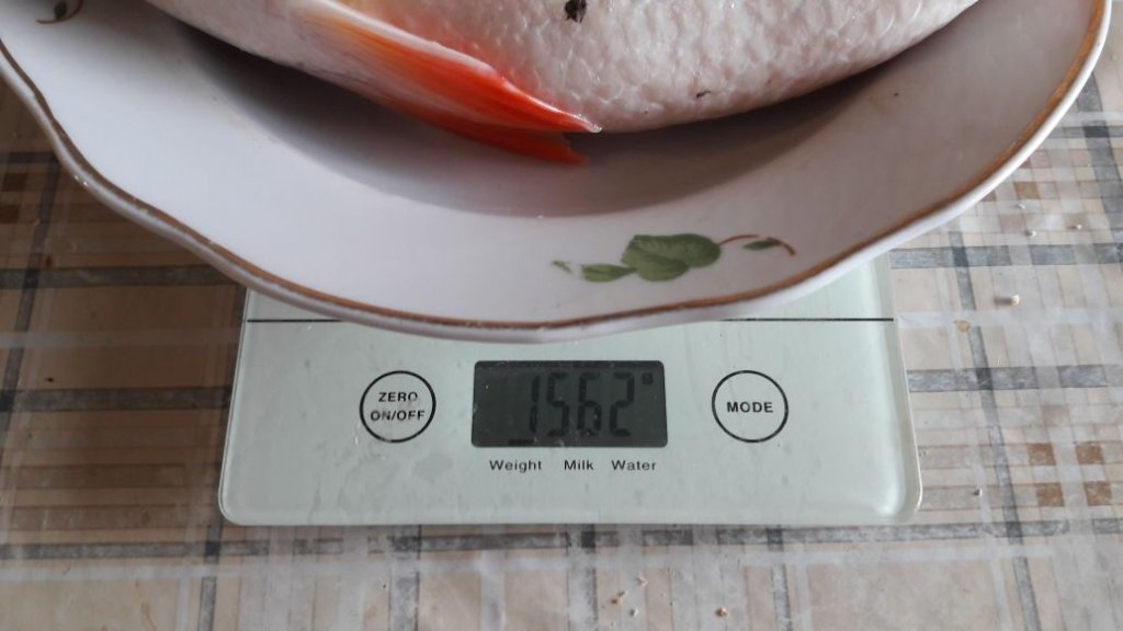 1562 гр...