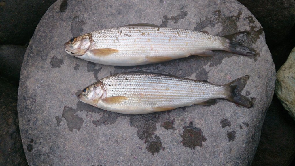 Хариусы