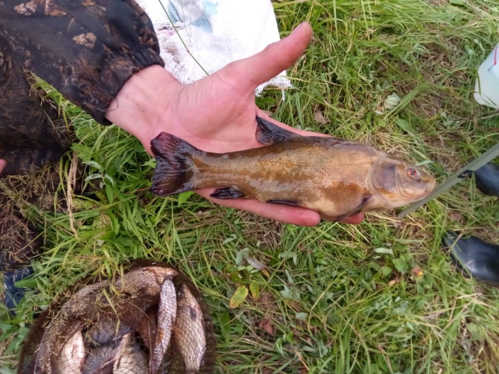 Уеньский линь