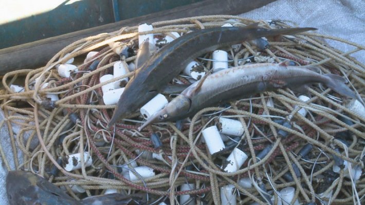 Новосибирские браконьеры пойманы с поличным