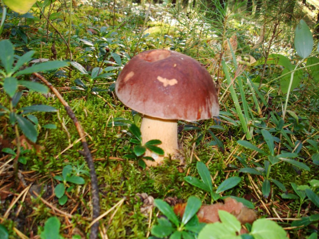 попадаются беленькие.
