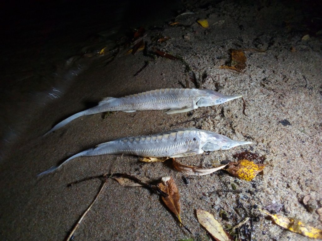 Морские не хищники .(лежали  у уреза воды).