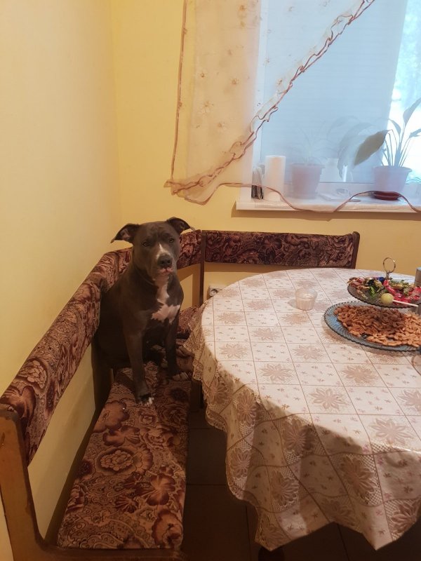 Собрались мы как то на рыбалку на поплавочку карасика половить)) ну думаю возьму с собой это чудо))) пускай побегает)) приехали разложились делаю первый заброс это чуда видит поплавок и молниносно прыгает за ним и достает его??? скажу одно я в тот день не