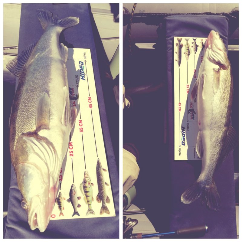 Zander One'up Shad