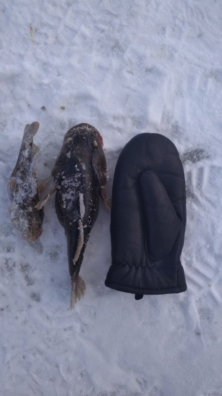Чудище колыванское!