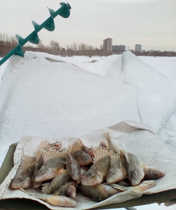 Городские ерши.