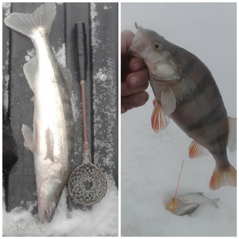 На мормыху