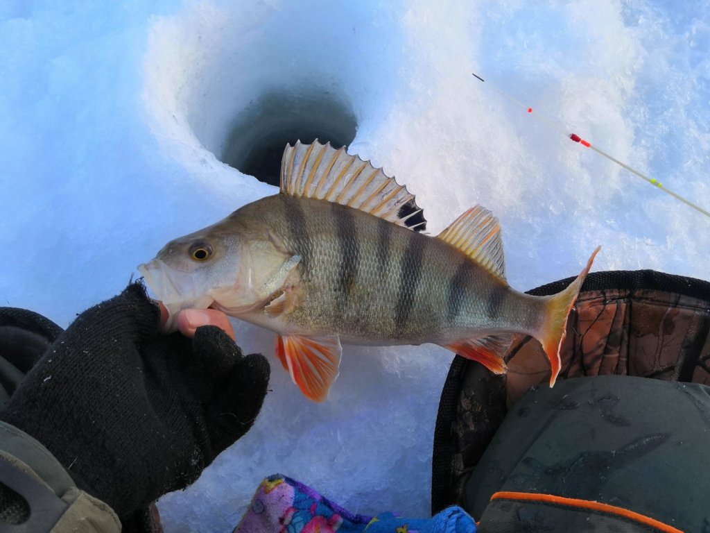 Красавец
