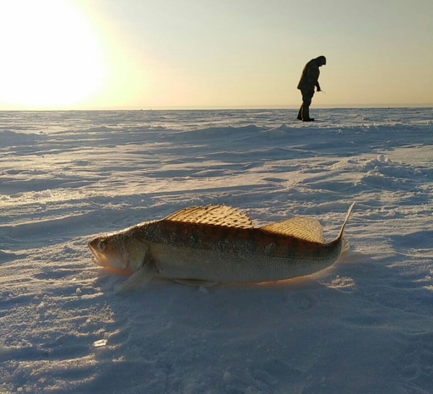 Утренний клык с Овх.