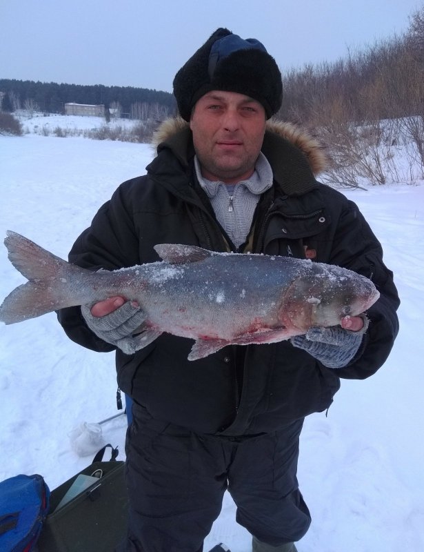 Толстолобик на Ине на мормышку 2,800кг