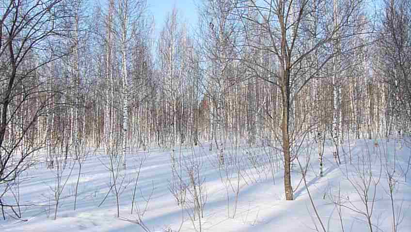 Невестушки