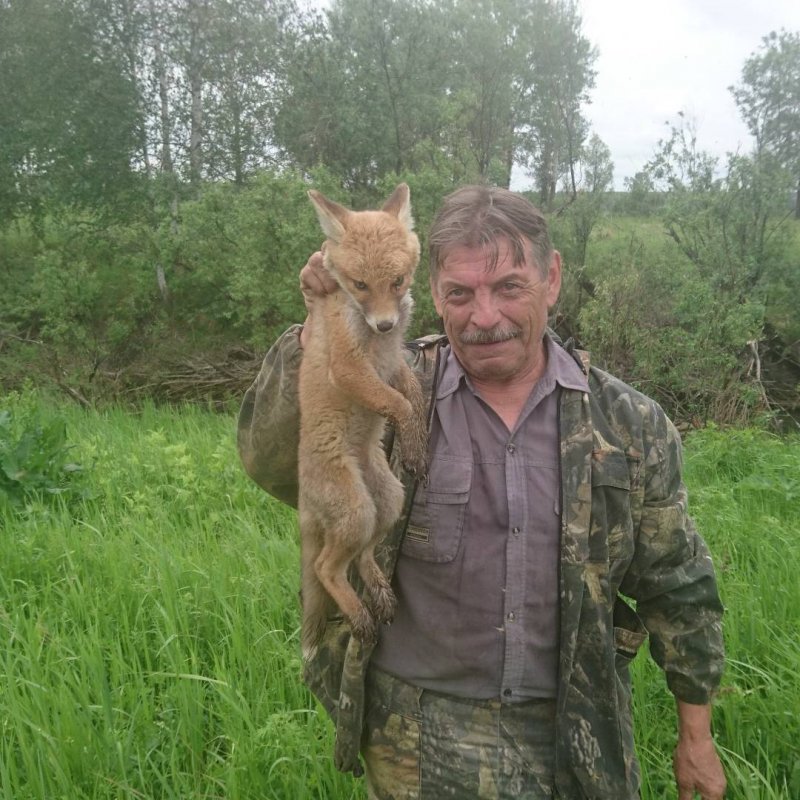 Лисенок.