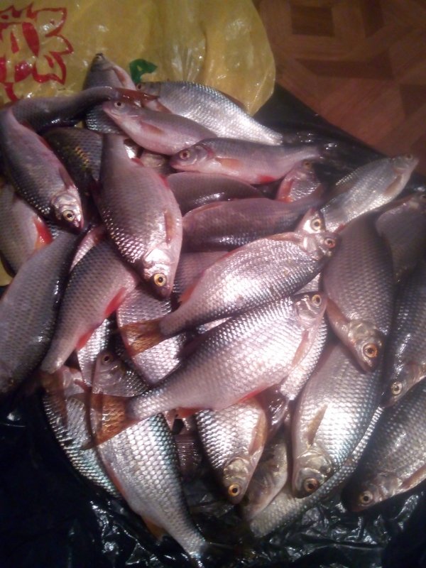 Озёрная сорога.