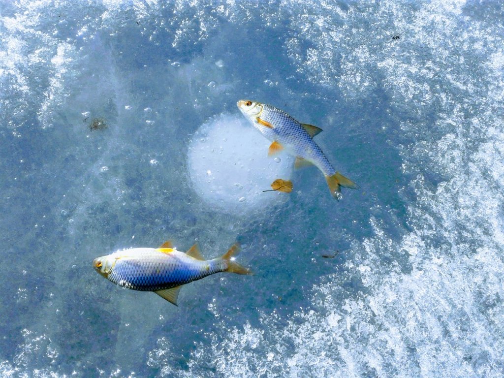 Лёд Сарбаголя