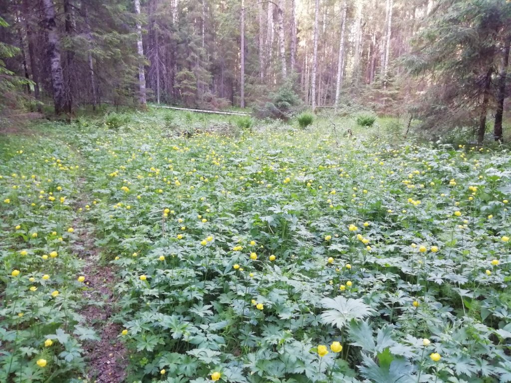 Полянка мечты)