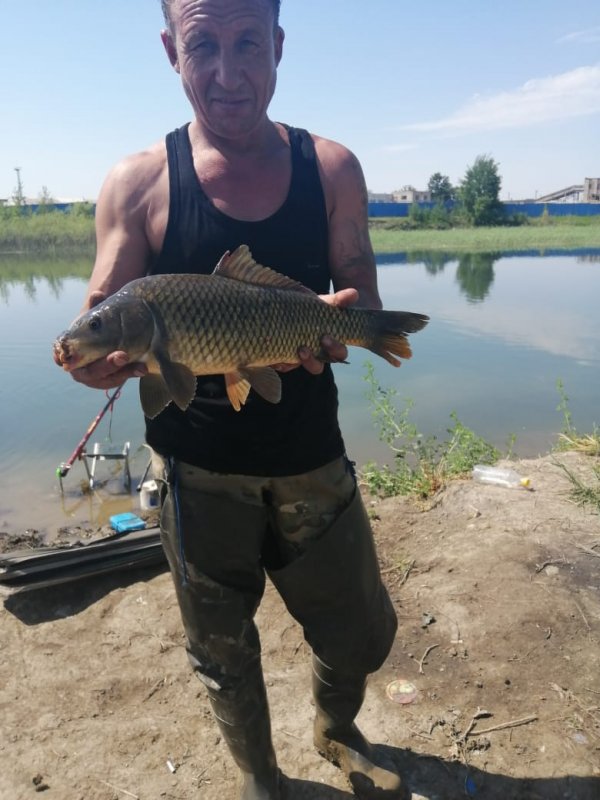 На кукурузу.
