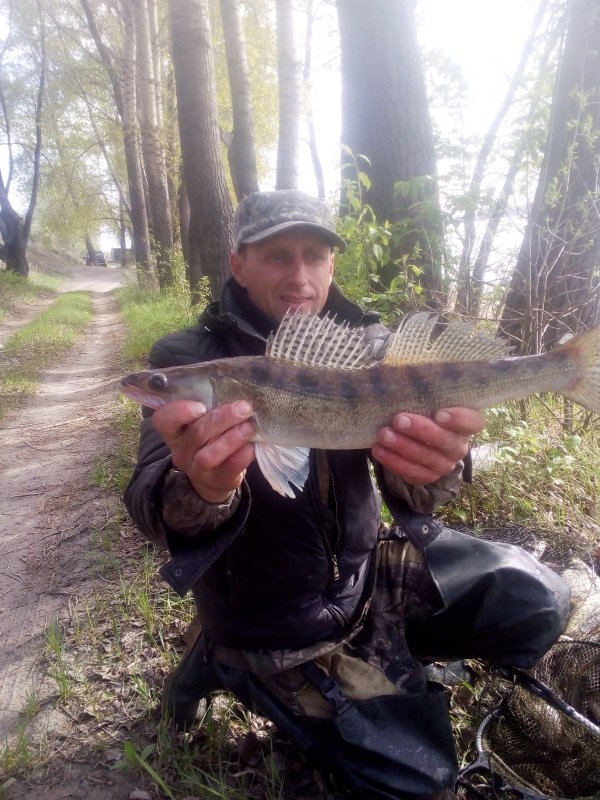 "Клыкастик".