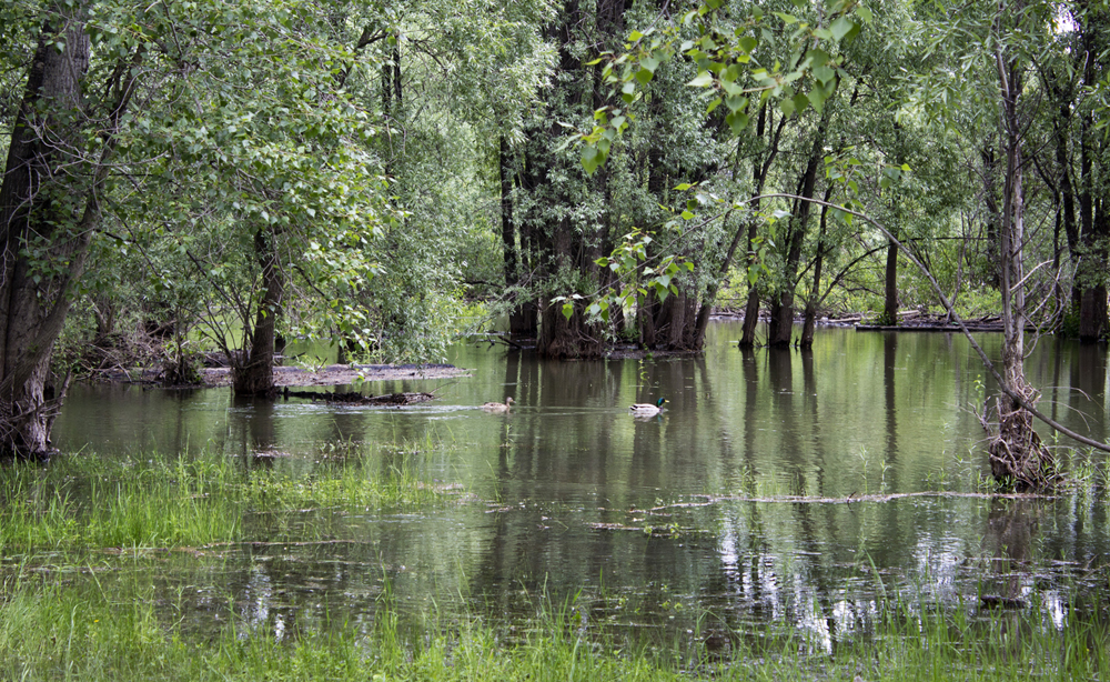 Под метромостом. Уровень воды 278 см.