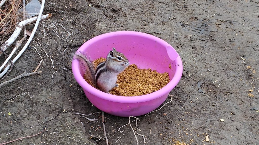 Бурундуки тоже любят Дунаев анис