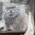 manul82