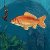 AimFish.ru