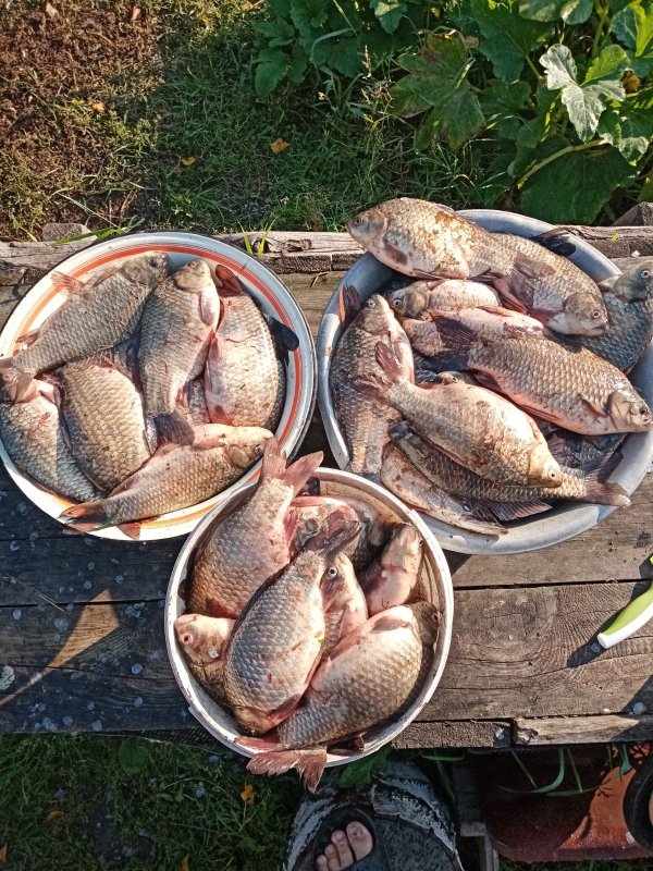 Карась на донку.