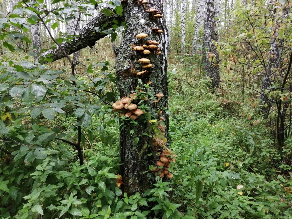 Верхолазы?