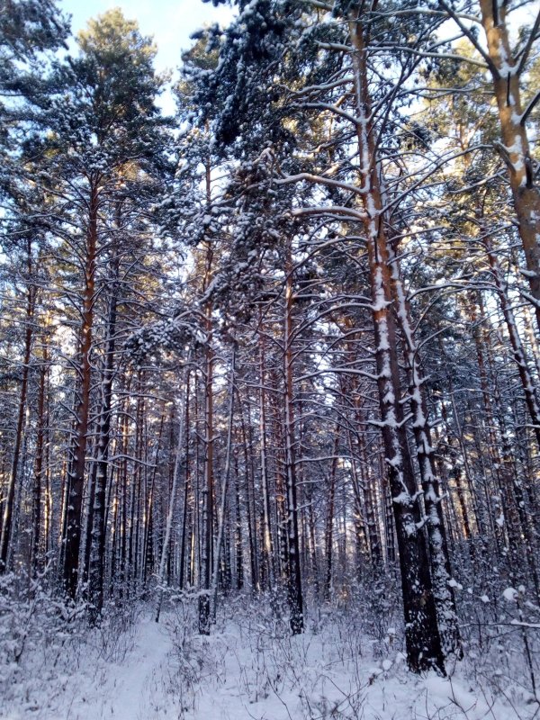Красиво в бору.