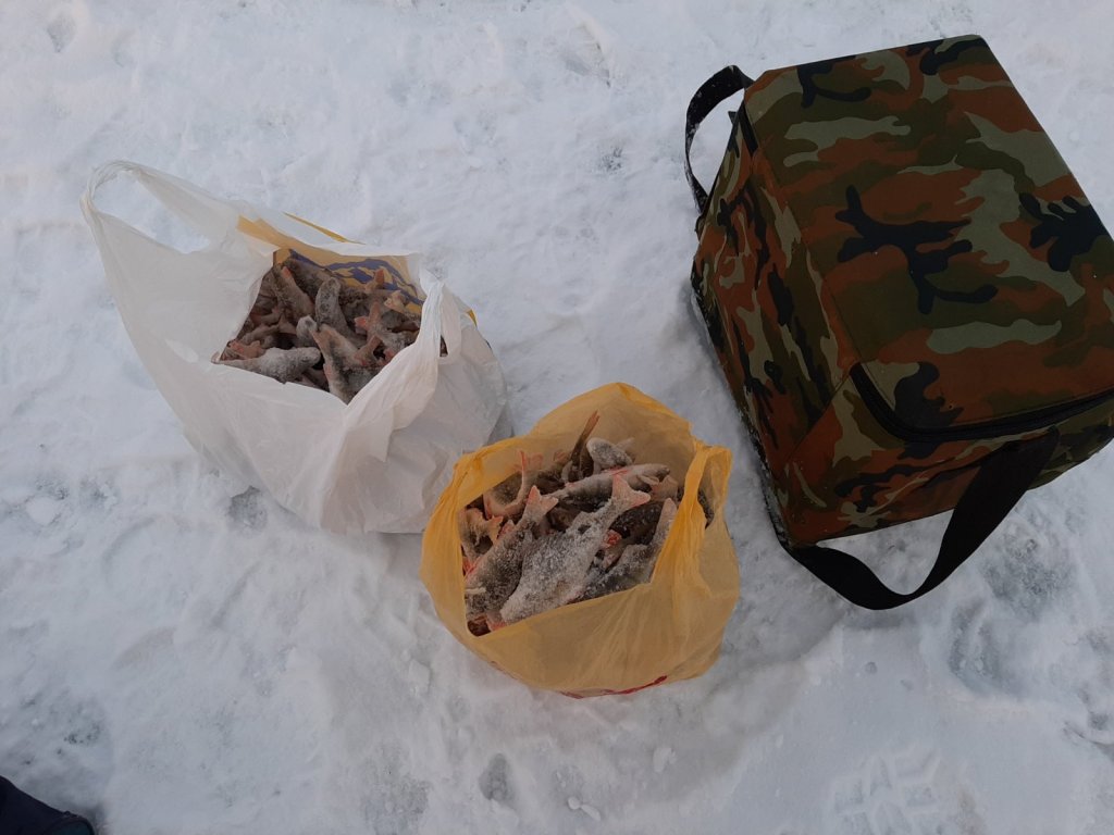 #Ледоткрыт. Прожорливый окунь на первом льду