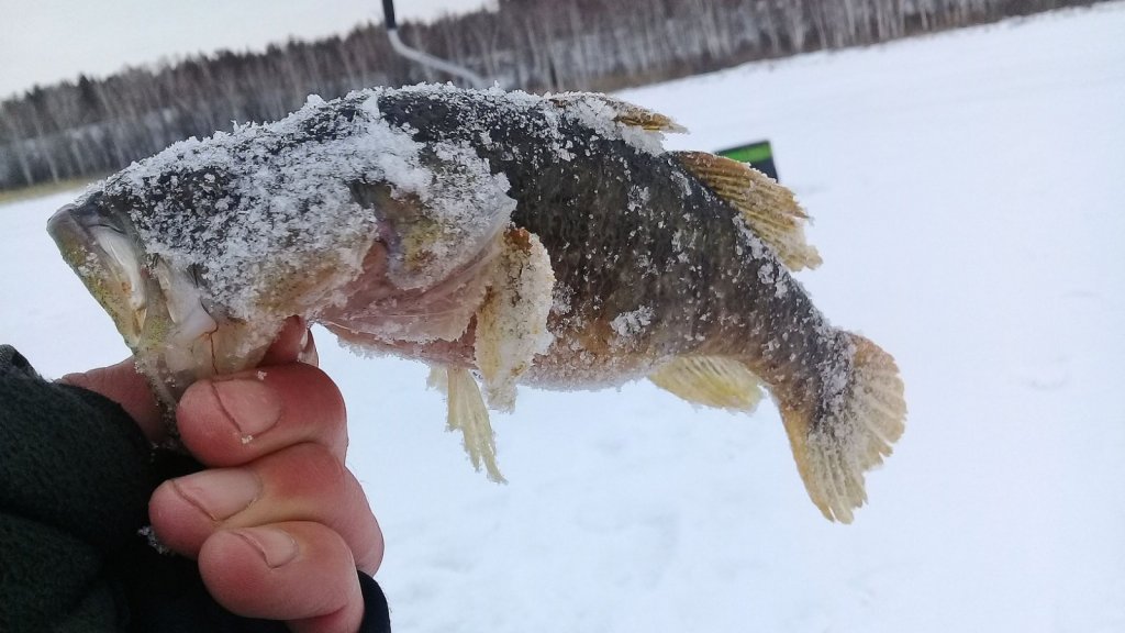 черноБасс