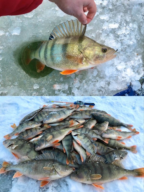 Безмотылка в городской черте