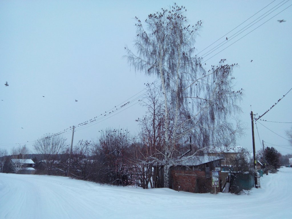 Стая свиристелей на дачах