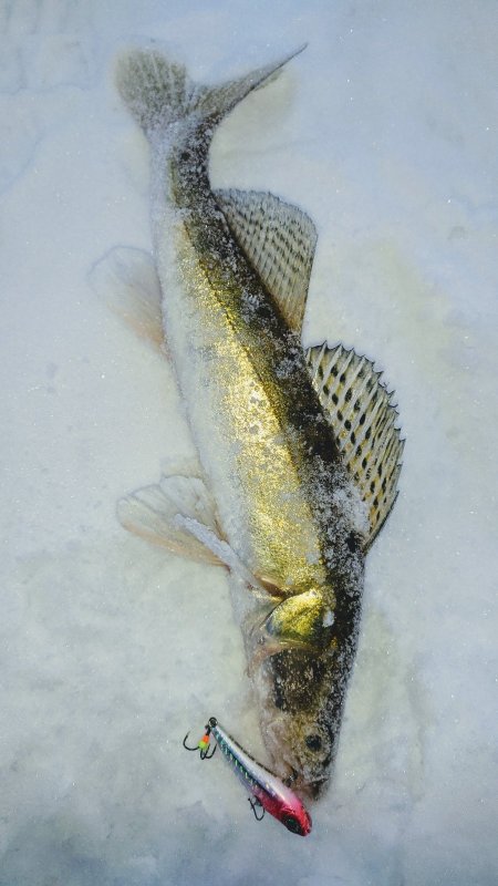 Овх,сумеречный Zander.
