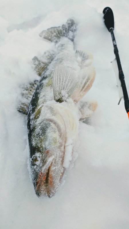 River zander & Higashi
