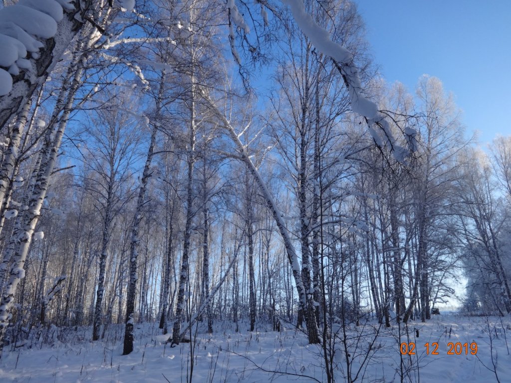 Перефразировав А.С. Пушкина " В тулупы белые одетые леса"