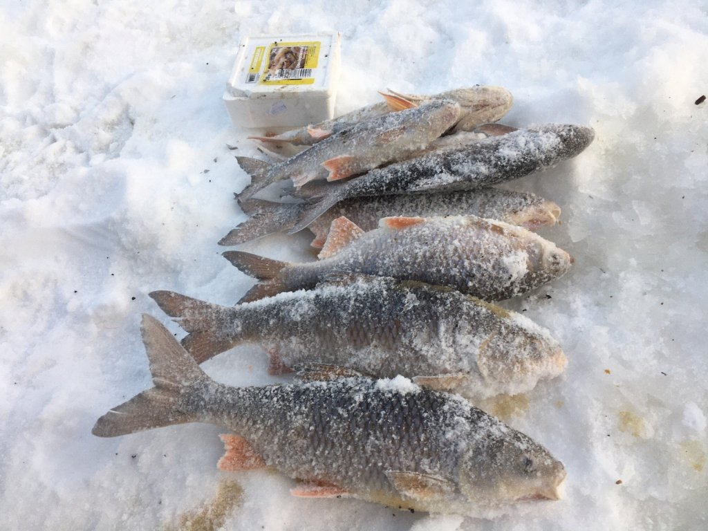 Январская сорожка