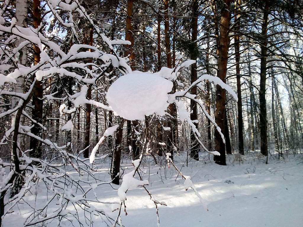Снежный паук