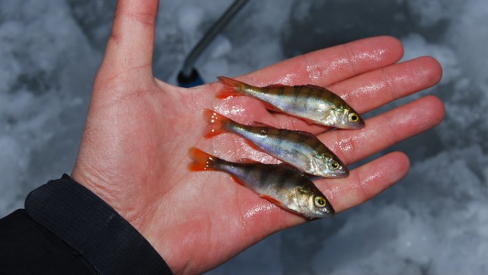Сборная FishingSib по ловле на мормышку - бронзовые призеры кемеровского турнира