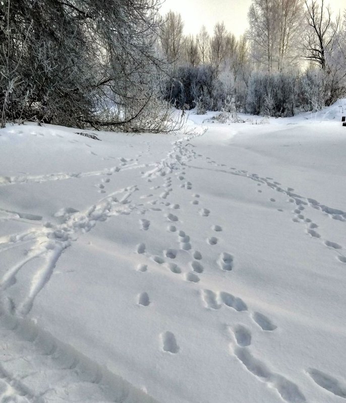 Похоже зайцы наследили.