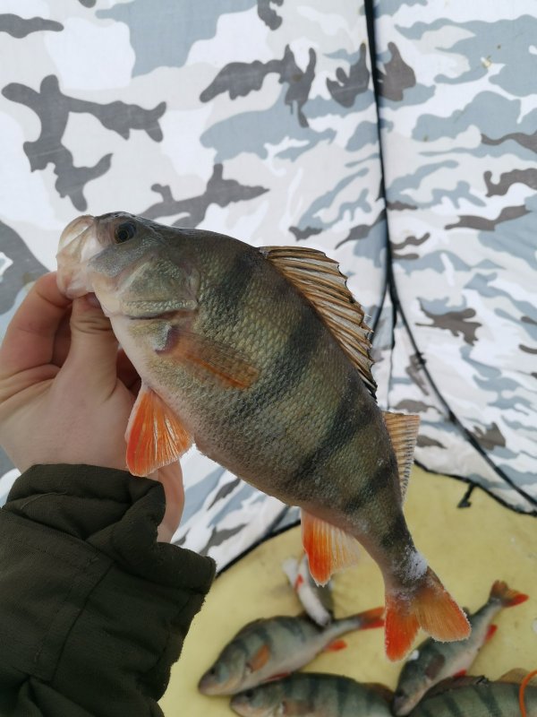 Морской окушок