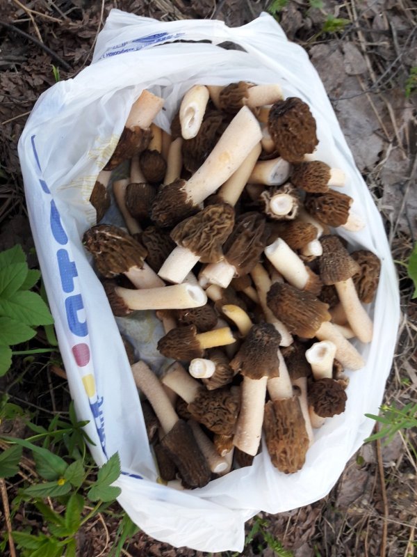 Сморчок.