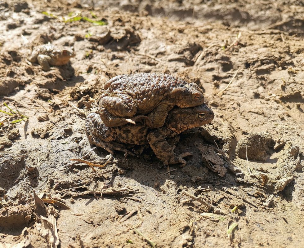 Идиллия