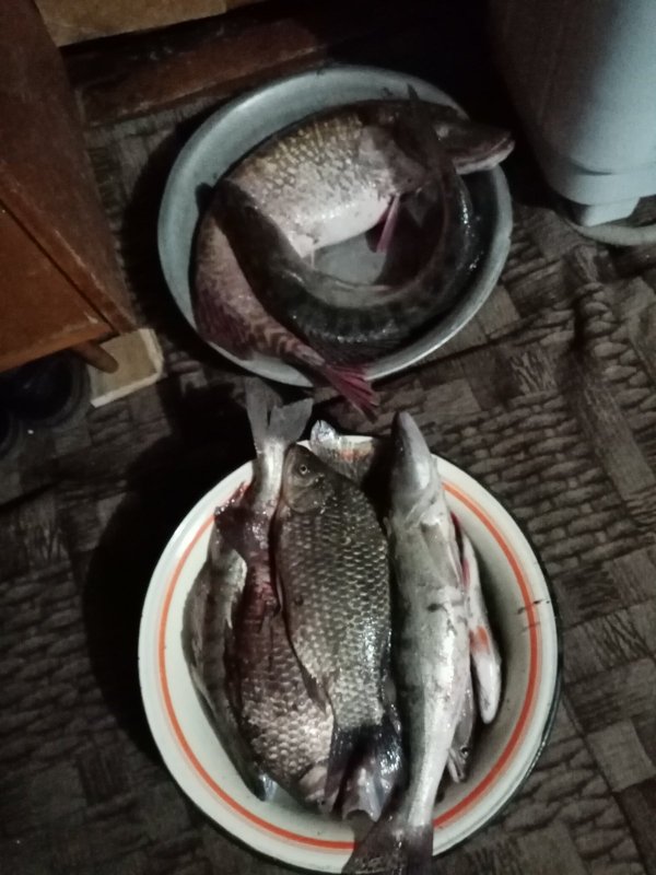 Дневной улов.