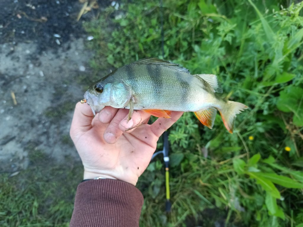 Трофейный окунь на мормышку. Maximus ichiro 20ul 2.0m (1-7g)