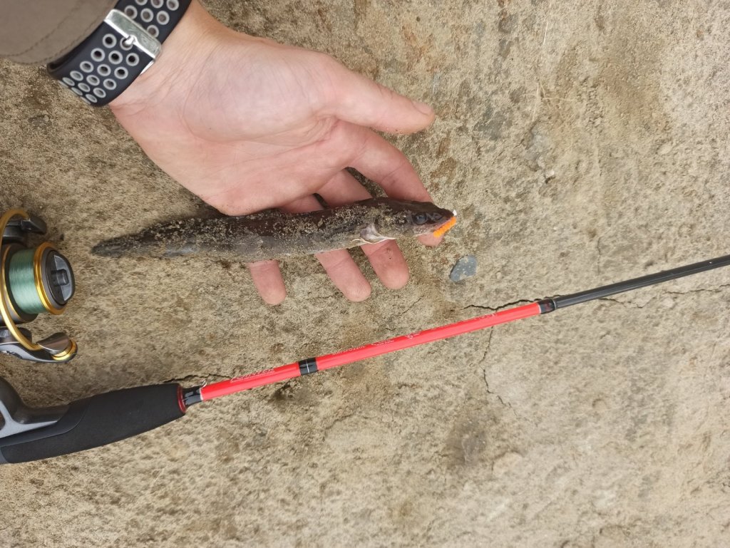 Налим на мормышку! Maximus Pointer 22ul 0.8-6.6g