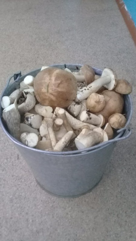 Одной рыбой сыт не будешь!)))