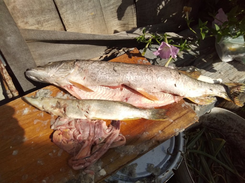 Дуплет