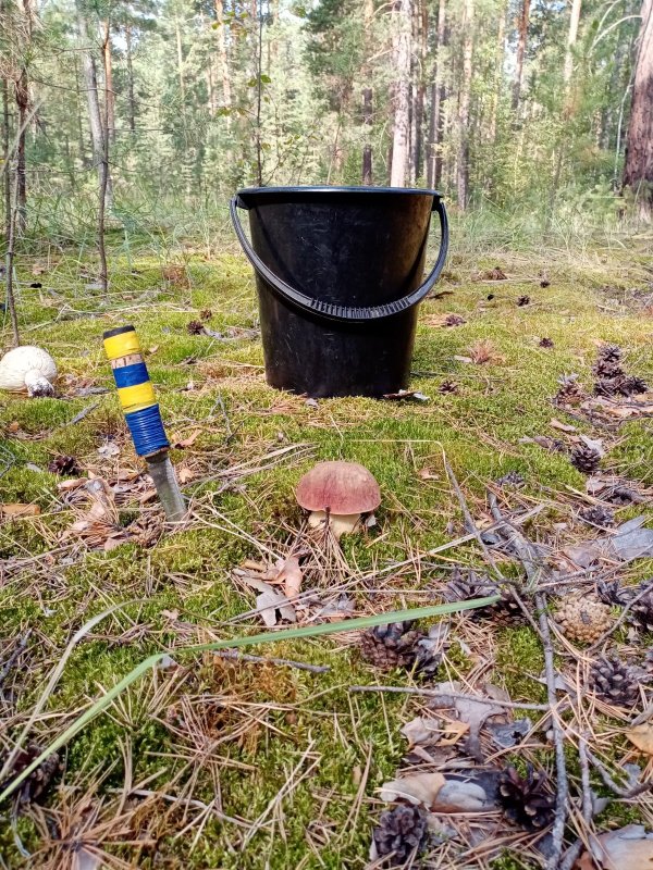 Белый гриб.