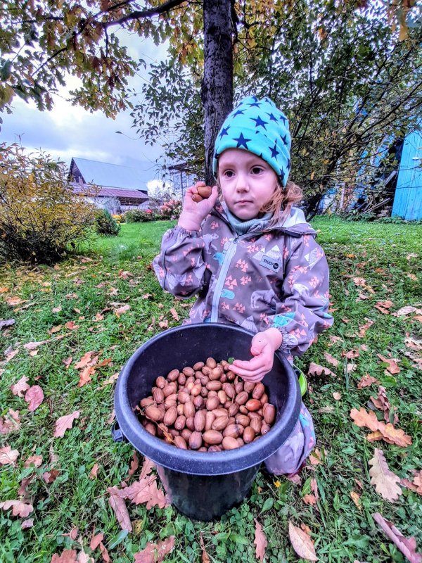 Собрали урожай с внучкой
