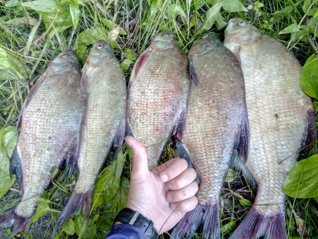 лещи красавцы